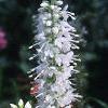 Veronica spicata 'White Icicle', flowers