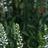 Veronica spicata 'White Icicle', flowers