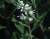Veronica spicata 'White Icicle', flowers