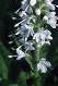 Veronica spicata 'White Icicle', flowers