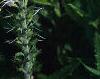 Veronica spicata 'White Icicle', flowers