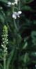 Veronica spicata 'White Icicle', flowers