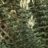 Veronicastrum virginicum, habit