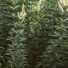Veronicastrum virginicum, habit