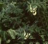 Veronicastrum virginicum, habit
