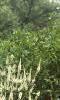 Veronicastrum virginicum, habit