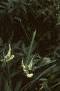 Veronicastrum virginicum, habit