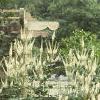 Veronicastrum virginicum, habit