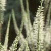 Veronicastrum virginicum, flowers