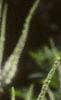 Veronicastrum virginicum, flowers