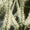 Veronicastrum virginicum, flowers