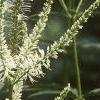 Veronicastrum virginicum, flowers