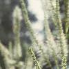 Veronicastrum virginicum, flowers