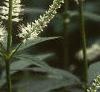 Veronicastrum virginicum, flowers