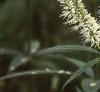 Veronicastrum virginicum, flowers