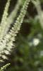 Veronicastrum virginicum, flowers