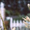 Veronicastrum virginicum, flowers