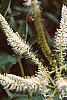 Veronicastrum virginicum, flowers