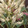Veronicastrum virginicum, flowers