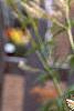 Veronicastrum virginicum, flowers