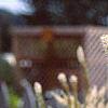 Veronicastrum virginicum, flowers