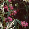Veronicastrum virginicum, flowers