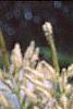 Veronicastrum virginicum, flowers