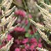 Veronicastrum virginicum, flowers