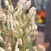 Veronicastrum virginicum, flowers