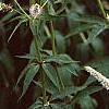 Veronicastrum virginicum, flowers