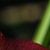 Smilax bona-nox, fall color