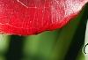 Smilax bona-nox, fall color