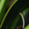 Smilax bona-nox, fall color