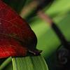Smilax bona-nox, fall color