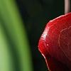 Smilax bona-nox, fall color