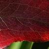 Smilax bona-nox, fall color