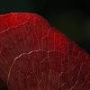 Smilax bona-nox, fall color