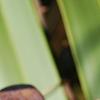 Smilax bona-nox, fall color