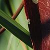 Smilax bona-nox, fall color