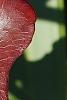Smilax bona-nox, fall color