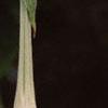 Brugmansia versicolor 'Peach Chandelier', flowers