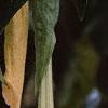 Brugmansia versicolor 'Peach Chandelier', flowers