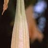 Brugmansia versicolor 'Peach Chandelier', flowers