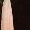 Brugmansia versicolor 'Peach Chandelier', flowers