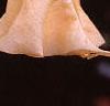 Brugmansia versicolor 'Peach Chandelier', flowers