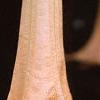 Brugmansia versicolor 'Peach Chandelier', flowers