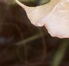 Brugmansia versicolor 'Peach Chandelier', flowers