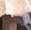 Brugmansia versicolor 'Peach Chandelier', flowers