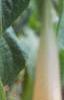 Brugmansia versicolor 'Peach Chandelier', flowers