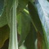 Brugmansia versicolor 'Peach Chandelier', flowers